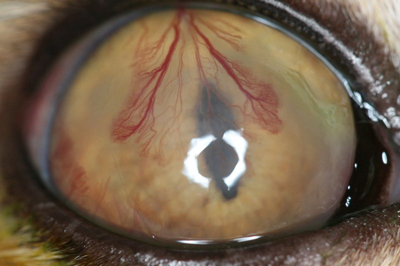 Cataracte chez un chat