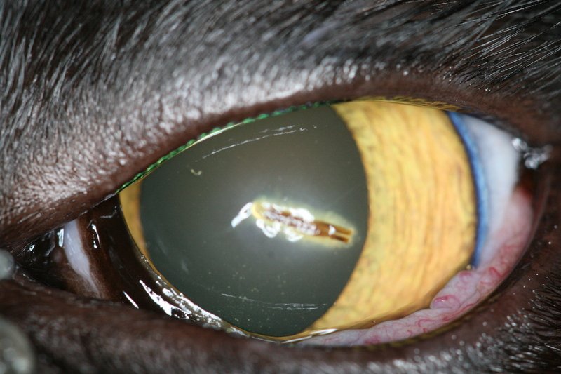 Glaucome chez un chat