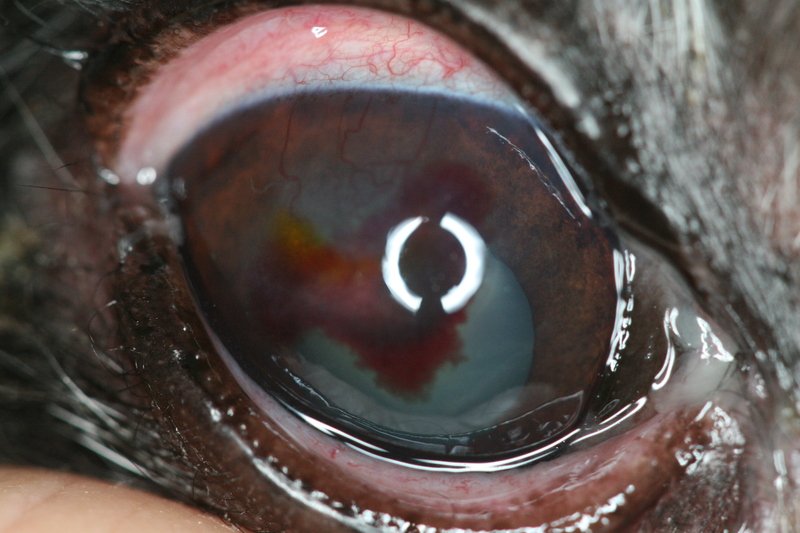 Prolapsus de la glande de la 3ᵉ paupière