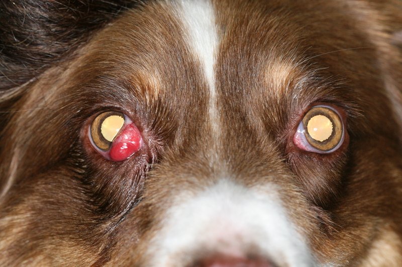 Ulcère cornéen chronique kératite pigmentaire chez un chien