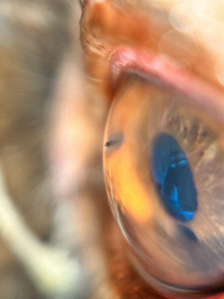 œil de chat avec un corps étranger