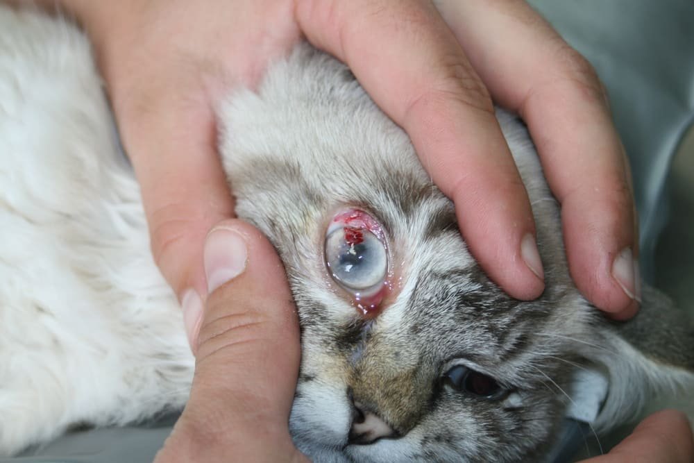 infection de l'oeil d'un chat